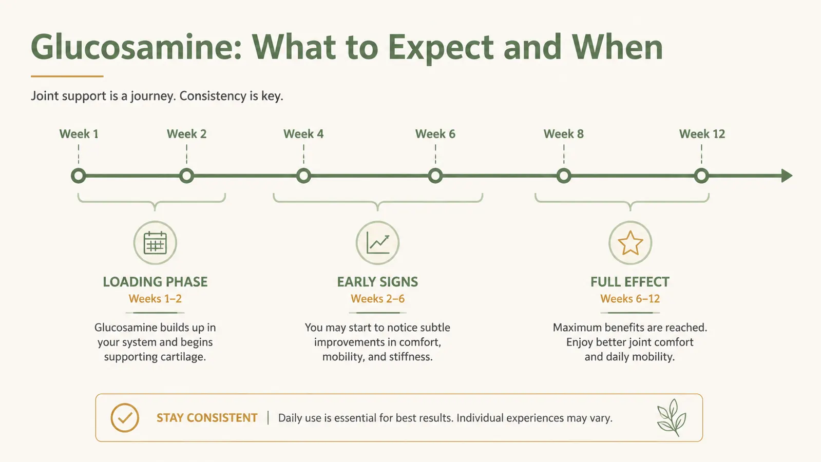 Infographic showing the typical 4-to-8-week glucosamine absorption and cartilage-support timeline
