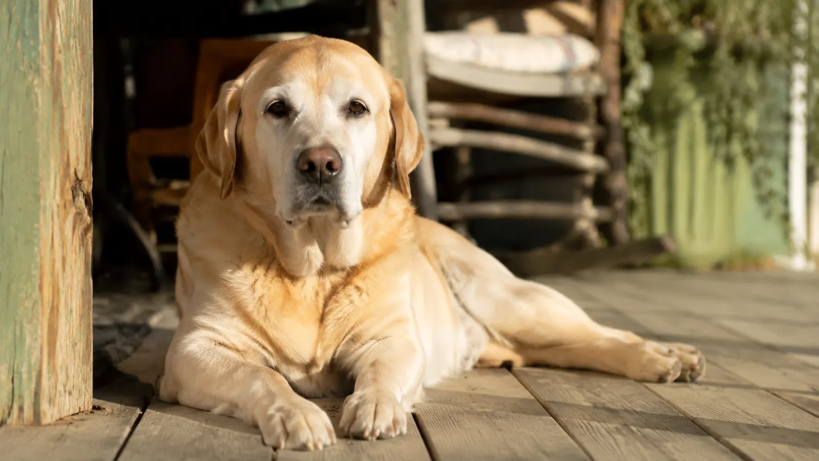 Senior yellow Labrador lying on a wooden porch in soft morning light, looking comfortable and relaxed