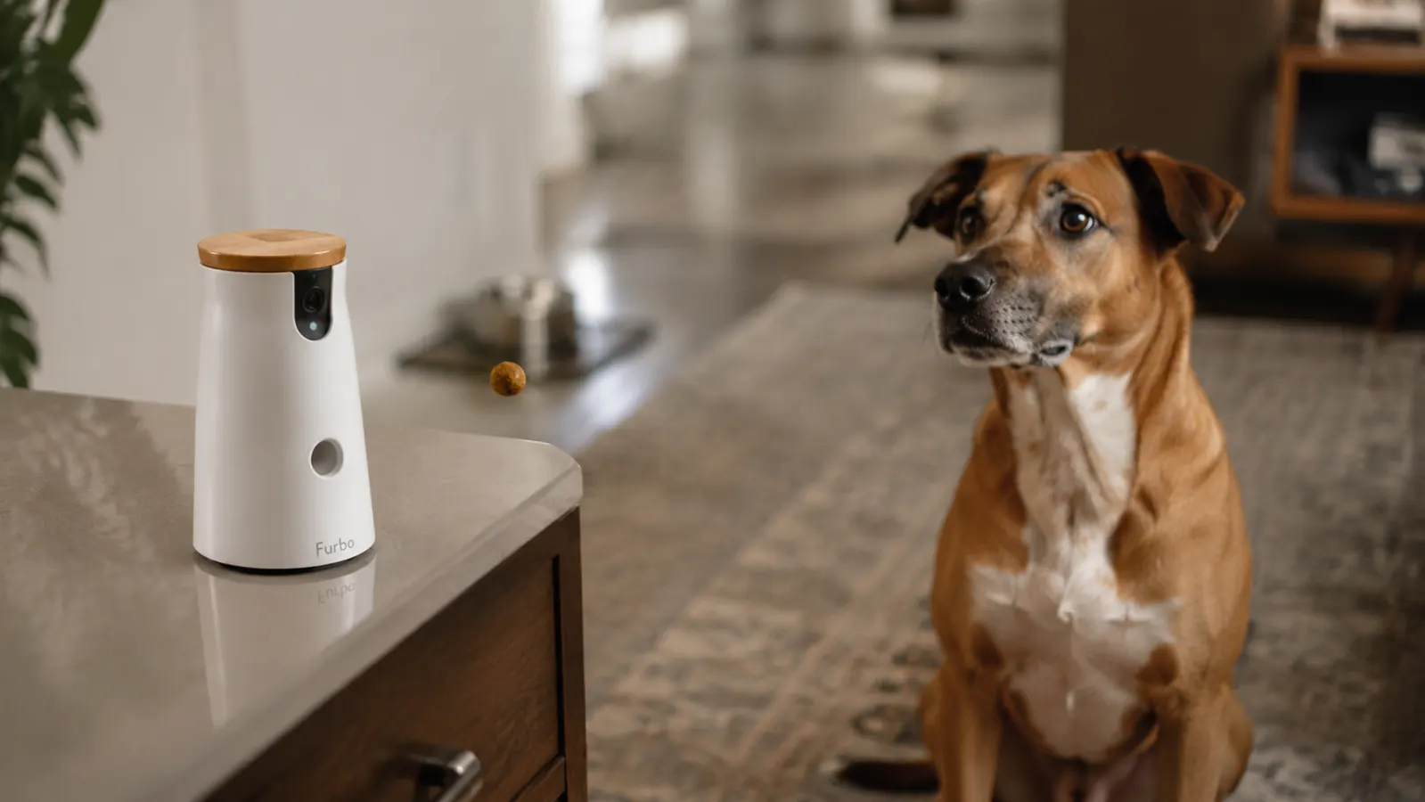 Close-up of Furbo Mini 360 camera with treat being dispensed toward a dog