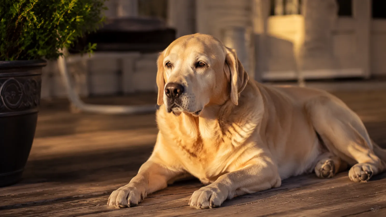 Senior Labrador Retriever lying on a wooden porch in soft morning light, looking calm and comfortable