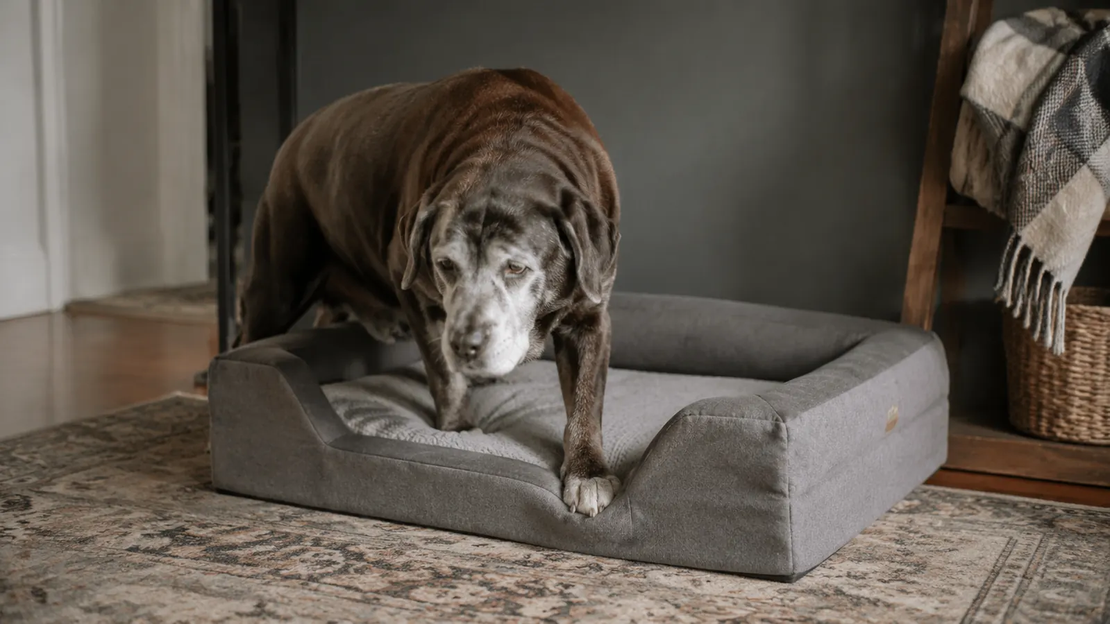 Senior large breed dog stepping easily onto a low-profile orthopedic bed with bolster sides